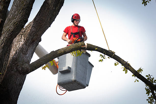 Best Utility Line Clearance  in Leander, TX